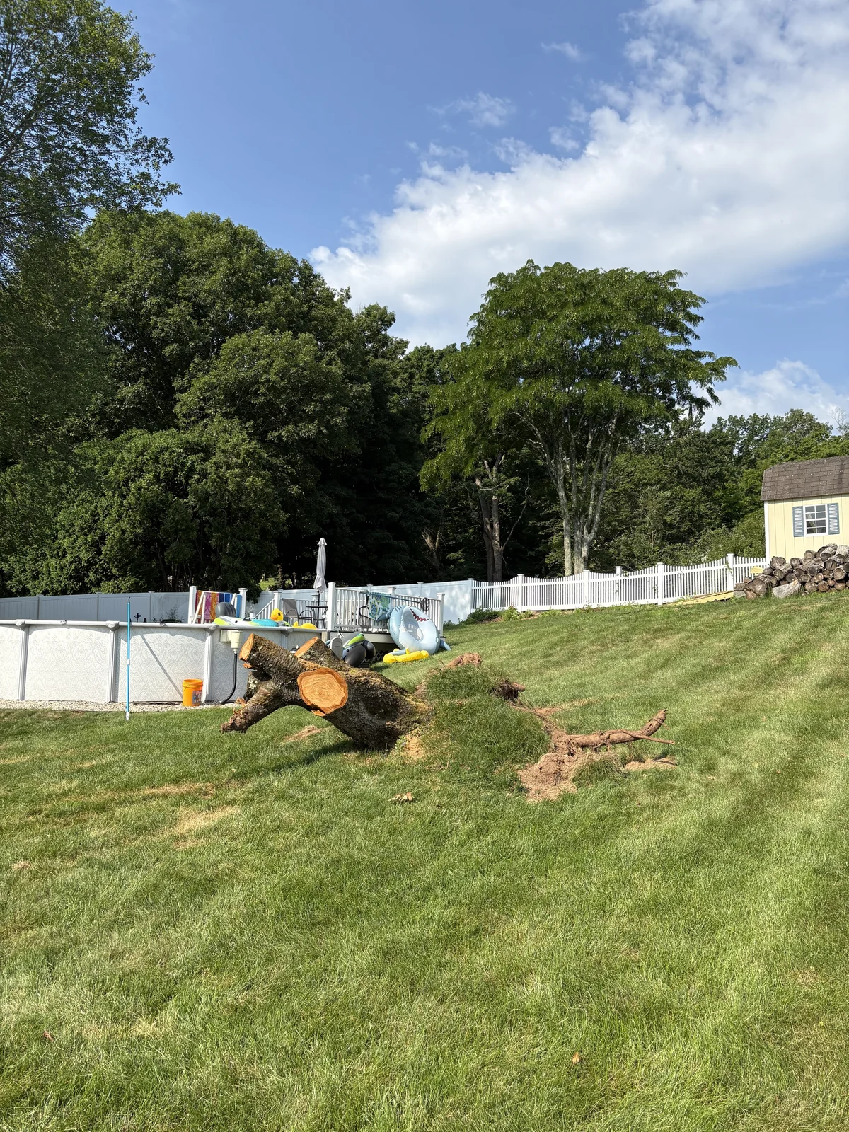 Large stump beside a swimming pool before grinding